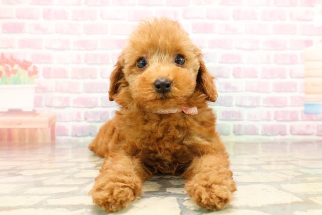 神奈川県のトイプードル(トイ) (Coo&RIKUパウ川崎店/2025年8月20日生まれ/女の子/レッド)の子犬の1枚目の画像