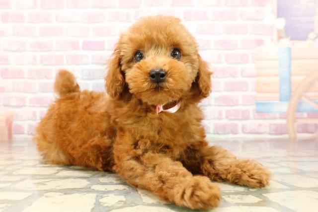 神奈川県のトイプードル(トイ) (Coo&RIKUパウ川崎店/2025年8月20日生まれ/女の子/レッド)の子犬の3枚目の画像
