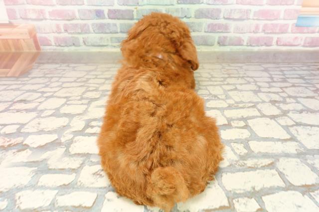 神奈川県のトイプードル(トイ) (Coo&RIKUパウ川崎店/2025年8月20日生まれ/女の子/レッド)の子犬の4枚目の画像