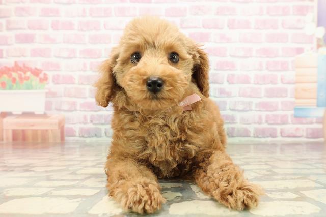 トイ・プードル