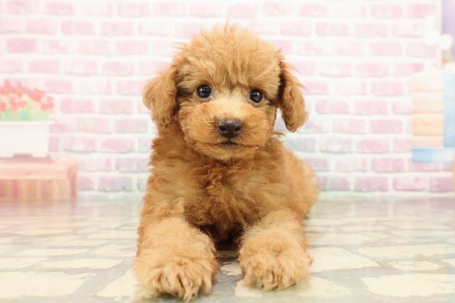 埼玉県のトイプードル(トイ) (Coo&RIKU春日部店/2025年8月22日生まれ/男の子/アプリコット)の子犬の1枚目の画像