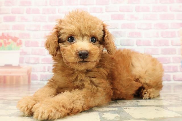 埼玉県のトイプードル(トイ) (Coo&RIKU春日部店/2025年8月22日生まれ/男の子/アプリコット)の子犬の2枚目の画像