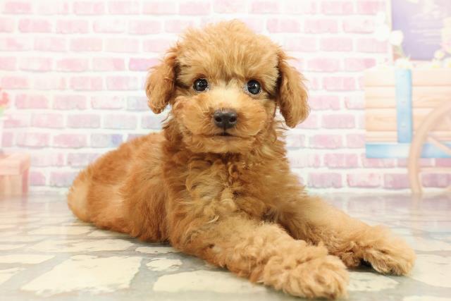 埼玉県のトイプードル(トイ) (Coo&RIKU春日部店/2025年8月22日生まれ/男の子/アプリコット)の子犬の3枚目の画像