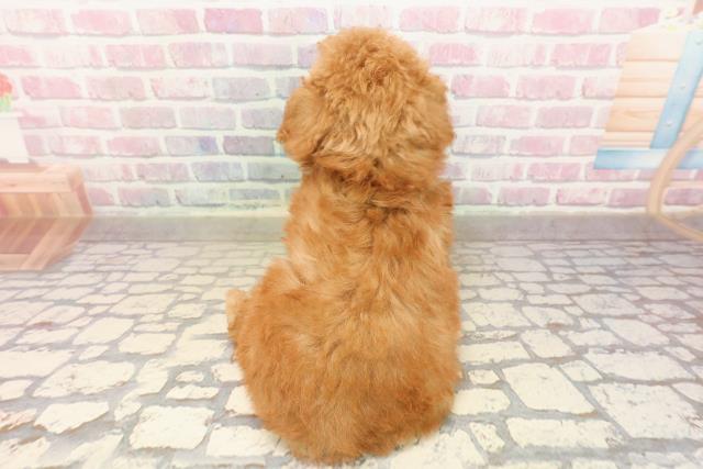 埼玉県のトイプードル(トイ) (Coo&RIKU春日部店/2025年8月22日生まれ/男の子/アプリコット)の子犬の4枚目の画像