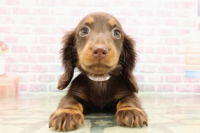 ミニチュア・ダックスフンド