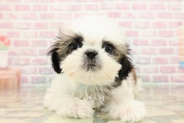 茨城県のシーズー (Coo&RIKUMEGAドン・キホーテ勝田店/2025年8月18日生まれ/男の子/ゴールドホワイト)の子犬