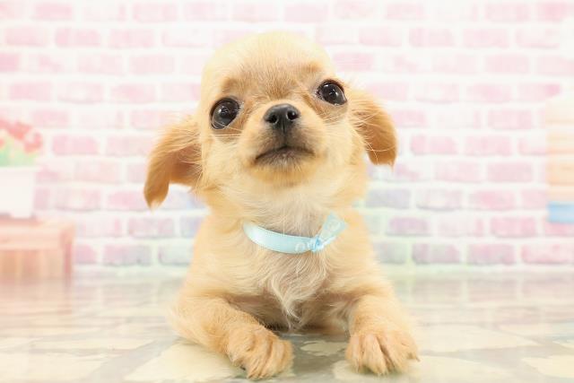 チワワ(ロングコート)