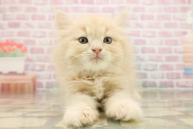 東京都のラガマフィン (Coo&RIKU練馬店/2025年8月25日生まれ/男の子/クリームタビー)の子猫の1枚目の画像