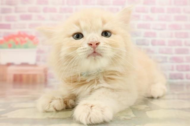 東京都のラガマフィン (Coo&RIKU練馬店/2025年8月25日生まれ/男の子/クリームタビー)の子猫の2枚目の画像