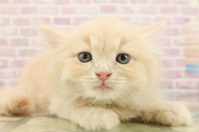 東京都のラガマフィン (Coo&RIKU練馬店/2025年8月25日生まれ/男の子/クリームタビー)の子猫の3枚目の画像