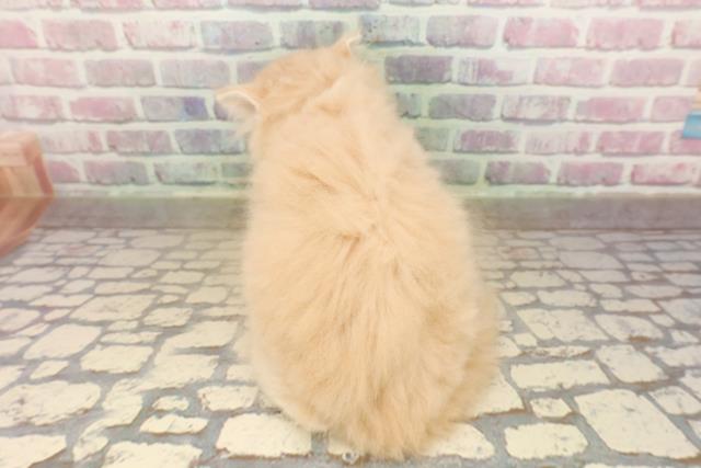 東京都のラガマフィン (Coo&RIKU練馬店/2025年8月25日生まれ/男の子/クリームタビー)の子猫の4枚目の画像