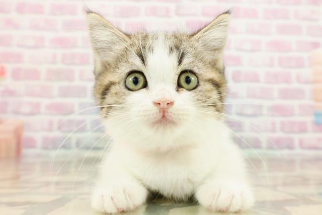 栃木県のミヌエット (Coo&RIKU小山店/2025年8月20日生まれ/女の子/ブラウンタビーホワイト)の子猫の1枚目の画像