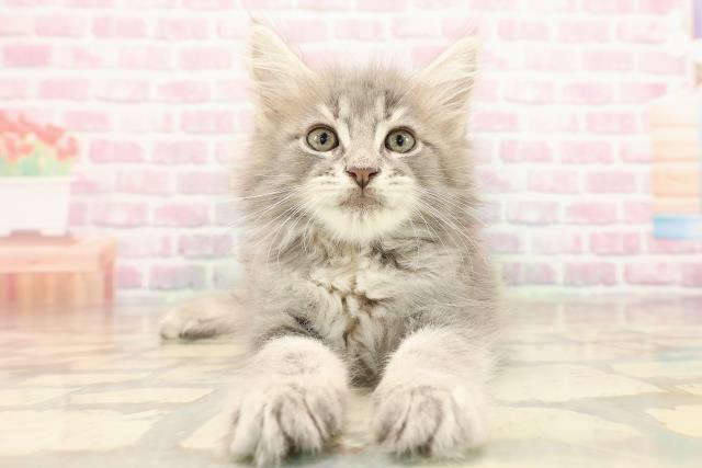 東京都のメインクーン (Coo&RIKU板橋店/2025年8月25日生まれ/男の子/ブルータビーホワイト)の子猫の1枚目の画像