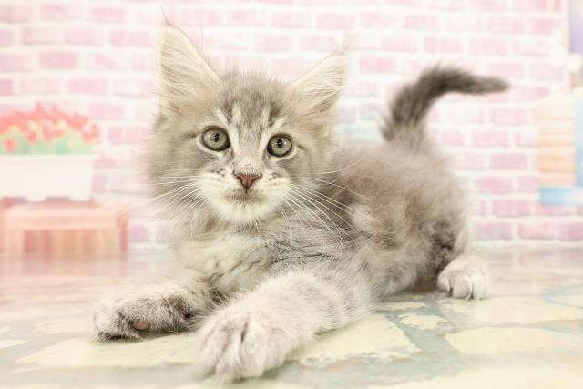 東京都のメインクーン (Coo&RIKU板橋店/2025年8月25日生まれ/男の子/ブルータビーホワイト)の子猫の2枚目の画像