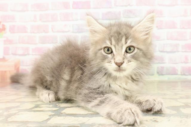 東京都のメインクーン (Coo&RIKU板橋店/2025年8月25日生まれ/男の子/ブルータビーホワイト)の子猫の3枚目の画像