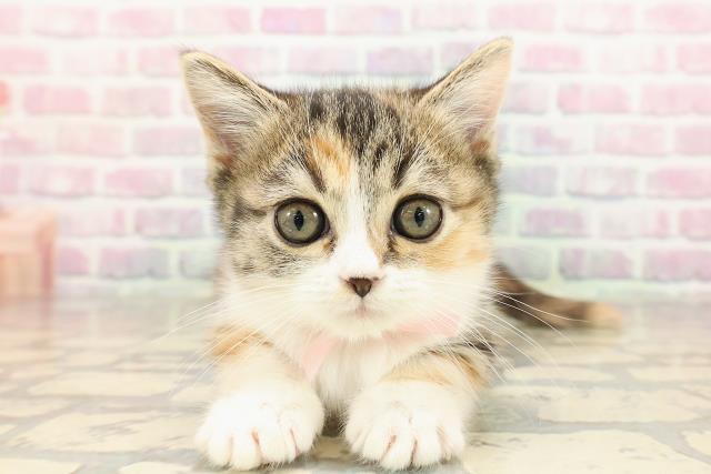 東京都のミヌエット (Coo&RIKU練馬店/2025年8月13日生まれ/女の子/キャリコ)の子猫の1枚目の画像