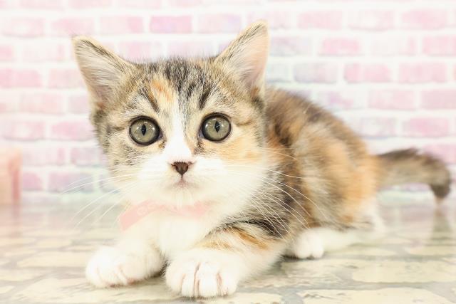 東京都のミヌエット (Coo&RIKU練馬店/2025年8月13日生まれ/女の子/キャリコ)の子猫の2枚目の画像