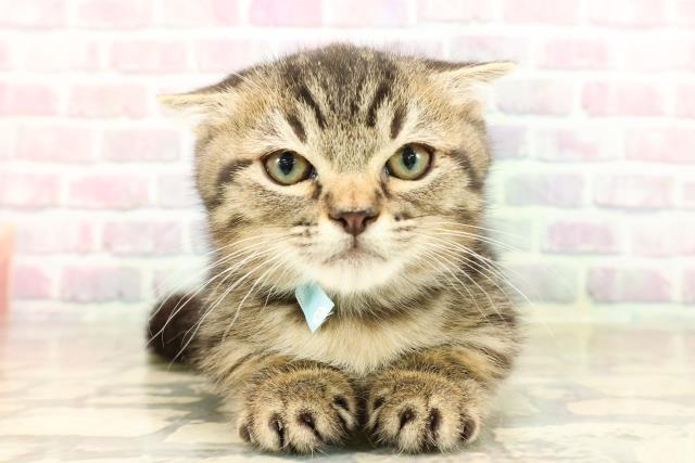 神奈川県のミヌエット (Coo&RIKU日吉店/2025年8月13日生まれ/男の子/ブラウンタビー)の子猫の1枚目の画像