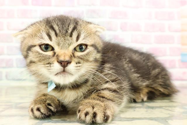 神奈川県のミヌエット (Coo&RIKU日吉店/2025年8月13日生まれ/男の子/ブラウンタビー)の子猫の2枚目の画像