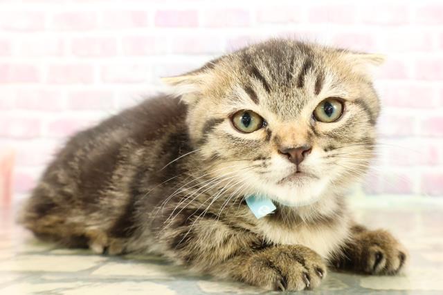 神奈川県のミヌエット (Coo&RIKU日吉店/2025年8月13日生まれ/男の子/ブラウンタビー)の子猫の3枚目の画像