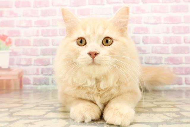 静岡県のサイベリアン (Coo&RIKU藤枝店/2025年7月1日生まれ/男の子/クリームタビー)の子猫の1枚目の画像