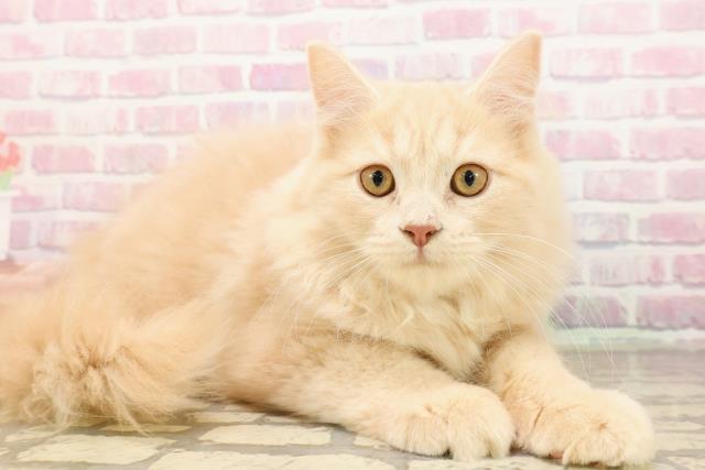 静岡県のサイベリアン (Coo&RIKU藤枝店/2025年7月1日生まれ/男の子/クリームタビー)の子猫の3枚目の画像