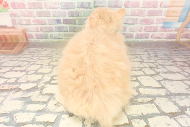 静岡県のサイベリアン (Coo&RIKU藤枝店/2025年7月1日生まれ/男の子/クリームタビー)の子猫の4枚目の画像