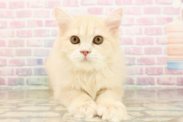 静岡県のサイベリアン (Coo&RIKU富士店/2025年7月1日生まれ/女の子/クリームタビー)の子猫の1枚目の画像