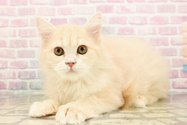 静岡県のサイベリアン (Coo&RIKU富士店/2025年7月1日生まれ/女の子/クリームタビー)の子猫の2枚目の画像