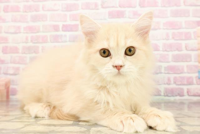 静岡県のサイベリアン (Coo&RIKU富士店/2025年7月1日生まれ/女の子/クリームタビー)の子猫の3枚目の画像