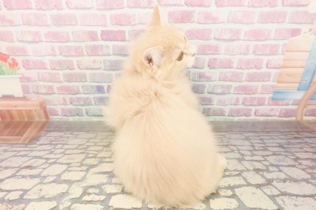 静岡県のサイベリアン (Coo&RIKU富士店/2025年7月1日生まれ/女の子/クリームタビー)の子猫の4枚目の画像