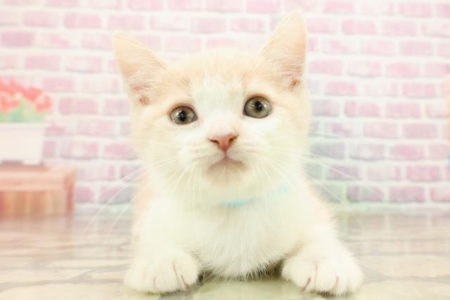 神奈川県のスコティッシュフォールド (Coo&RIKU小田原店/2025年8月23日生まれ/男の子/クリームタビーホワイト)の子猫の1枚目の画像