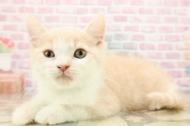 神奈川県のスコティッシュフォールド (Coo&RIKU小田原店/2025年8月23日生まれ/男の子/クリームタビーホワイト)の子猫の2枚目の画像