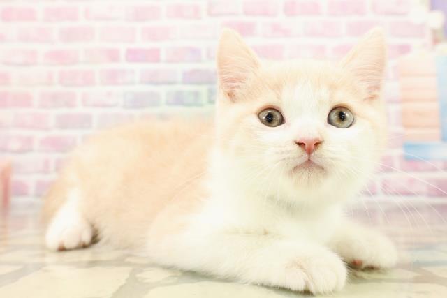 神奈川県のスコティッシュフォールド (Coo&RIKU小田原店/2025年8月23日生まれ/男の子/クリームタビーホワイト)の子猫の3枚目の画像