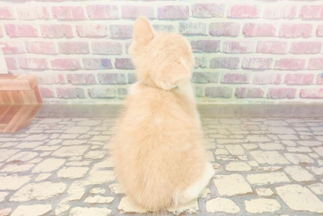 神奈川県のスコティッシュフォールド (Coo&RIKU小田原店/2025年8月23日生まれ/男の子/クリームタビーホワイト)の子猫の4枚目の画像