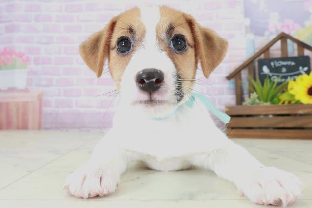 大分県のジャックラッセルテリア (Coo&RIKU大分店/2025年8月25日生まれ/男の子/タンホワイト)の子犬