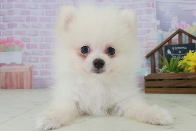 福岡県のポメラニアン (Coo&RIKU筑後店/2025年8月26日生まれ/男の子/クリーム)の子犬