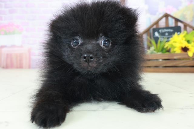 熊本県のポメラニアン (Coo&RIKU宇土シティモール店/2025年8月26日生まれ/男の子/ブラック)の子犬の1枚目の画像