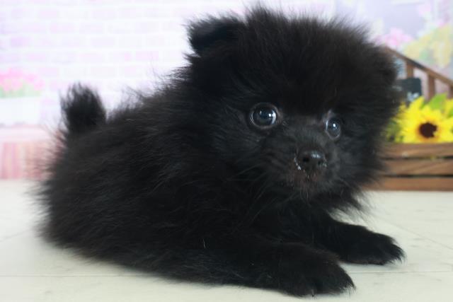 熊本県のポメラニアン (Coo&RIKU宇土シティモール店/2025年8月26日生まれ/男の子/ブラック)の子犬の2枚目の画像