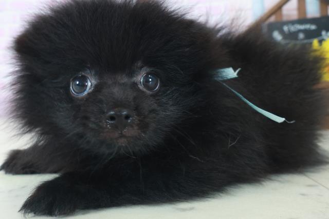 熊本県のポメラニアン (Coo&RIKU宇土シティモール店/2025年8月26日生まれ/男の子/ブラック)の子犬の3枚目の画像