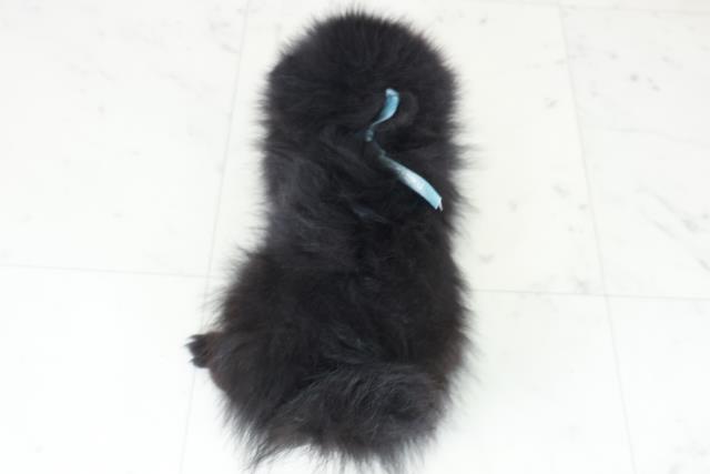 熊本県のポメラニアン (Coo&RIKU宇土シティモール店/2025年8月26日生まれ/男の子/ブラック)の子犬の4枚目の画像