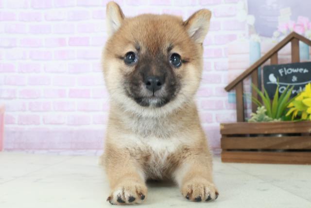 福岡県の柴犬(標準サイズ) (Coo&RIKU大牟田店/2025年8月25日生まれ/女の子/赤)の子犬