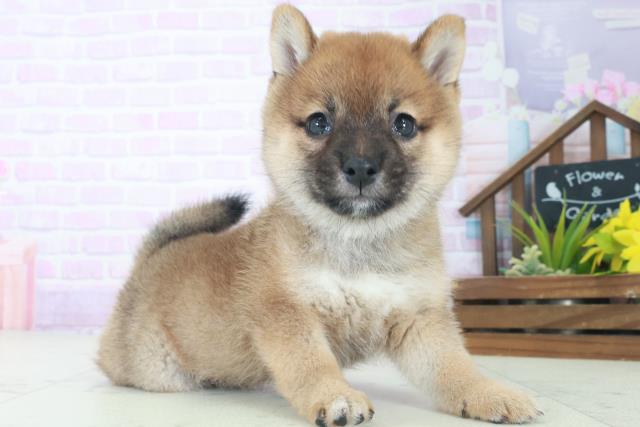 2025年8月25日生まれの柴犬(標準サイズ)の2枚目の写真