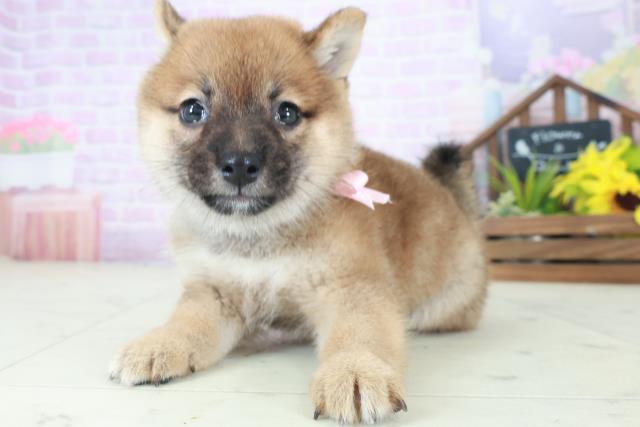 2025年8月25日生まれの柴犬(標準サイズ)の3枚目の写真