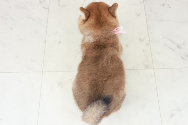 2025年8月25日生まれの柴犬(標準サイズ)の4枚目の写真