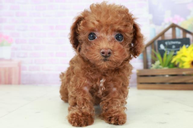 長崎県のトイプードル(トイ) (Coo&RIKU大村店/2025年8月24日生まれ/女の子/レッド)の子犬の1枚目の画像