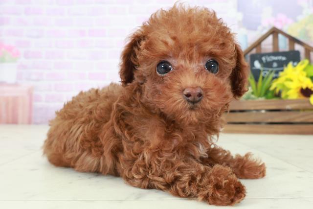 長崎県のトイプードル(トイ) (Coo&RIKU大村店/2025年8月24日生まれ/女の子/レッド)の子犬の2枚目の画像