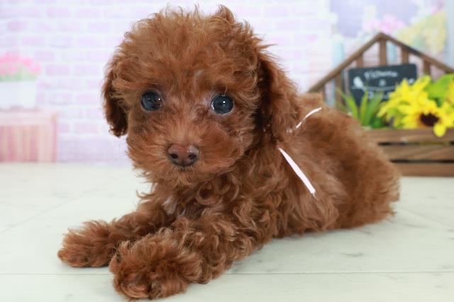 長崎県のトイプードル(トイ) (Coo&RIKU大村店/2025年8月24日生まれ/女の子/レッド)の子犬の3枚目の画像