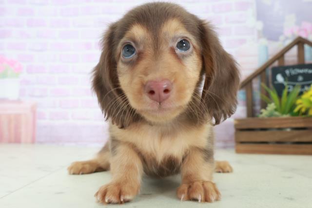 ミニチュア・ダックスフンド