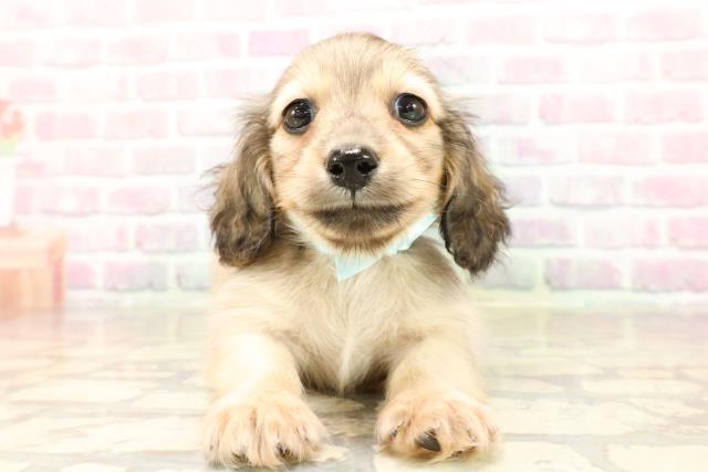 カニンヘンダックスフンド